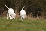 DOGUE ARGENTIN 112